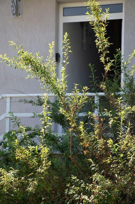 Anadora 2: Hospitable Stone House With Yard Apartment Alexandroupoli Bagian luar foto